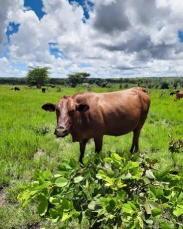 Mashona-Cattle-Society-Zimbabwe-scenic-red-a