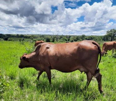 Mashona-Cattle-Society-Zimbabwe-scenic-red-cow-2a