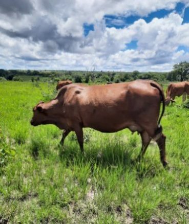 Mashona-Cattle-Society-Zimbabwe-scenic-red-cow-2b