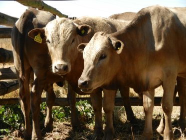 Mashona-Cattle-Society-Zimbabwe-tan-calves