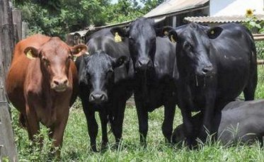 Mashona-Cattle-Society-Zimbabwe-three-black-one-red-facing-a