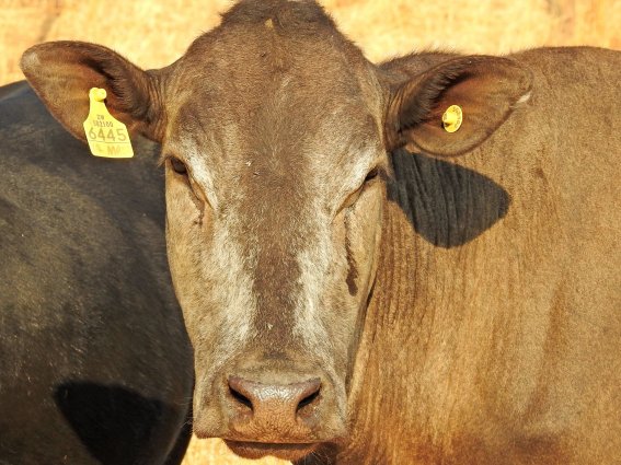Mashona-Cattle-Society-Zimbabwe-very-close-up-portrait-tan-a