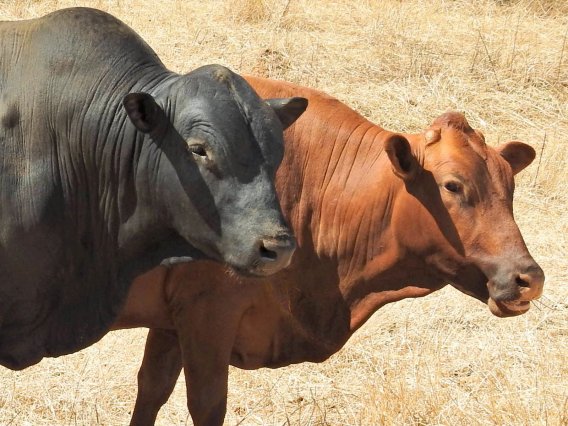 Mashona-Cattle-Society-Zimbabwe-young-black-and-red-bulls-side-portraits-a