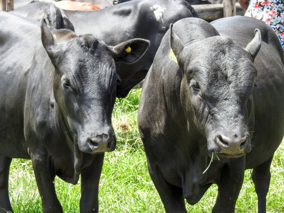 Mashona-Cattle-Society-Zimbabwe-young-black-face-on-a