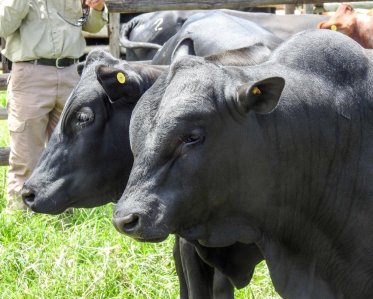 Mashona-Cattle-Society-Zimbabwe-young-black-in-profile-a