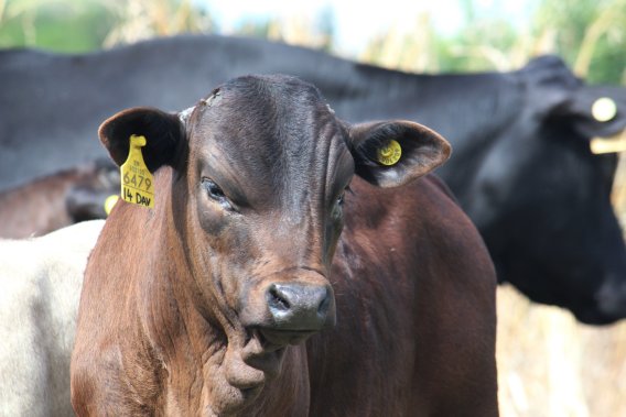 Mashona-Cattle-Society-Zimbabwe-young-mashona-brown-portrait-black-in-background