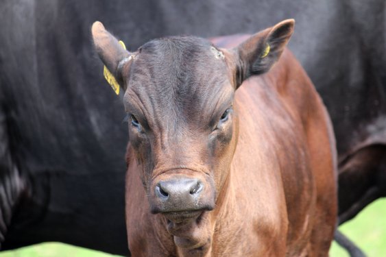 Mashona-Cattle-Society-Zimbabwe-young-mashona-brown-portrait-face-on-black-in-background