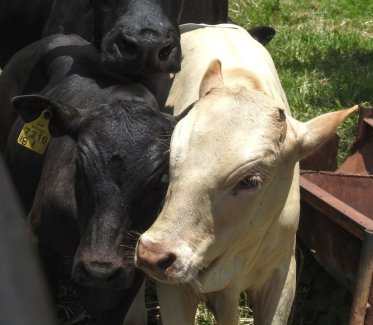 Mashona-Cattle-Society-Zimbabwe-young-pale-and-young-black-facing-a