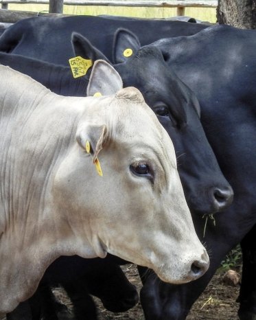 Mashona-Cattle-Society-Zimbabwe-young-pale-and-young-black-in-profile-a