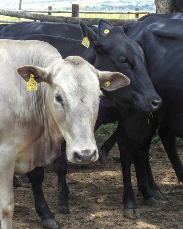 Mashona-Cattle-Society-Zimbabwe-young-pale-and-young-black-in-profile-b