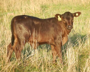 Mashona-Cattle-Society-of-Zimbabwe-beautiful-brown-cal