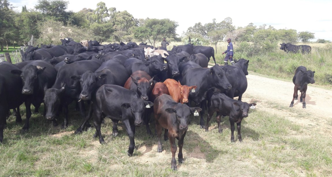 Mashona-Cattle-Society-of-Zimbabwe-big-herd-a