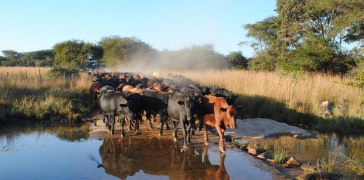 Mashona-Cattle-Society-of-Zimbabwe-herd-crossing-bridge-reflection-in-water