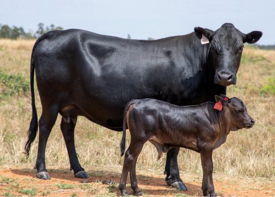 Mashona-mother-and-child-bluegums-stud