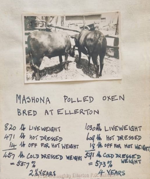 Mashona-polled-oxen-bred-at-Ellerton
