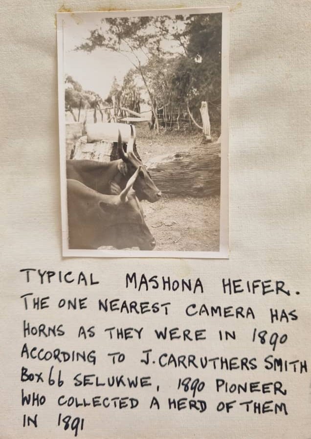 Typical-Mashona-Heifer