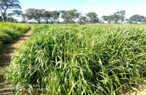 mashona-catle-society-pasture-plots