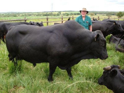 mashona-cattle-Japie-Jackson