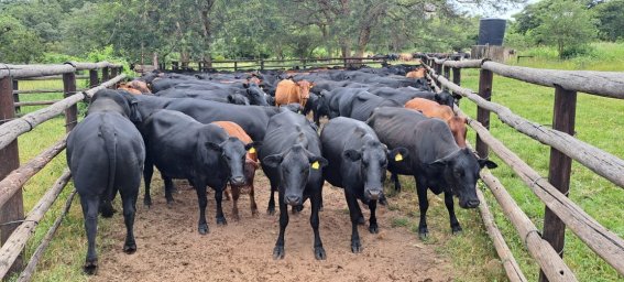 mashona-cattle-Machiki-stud-1