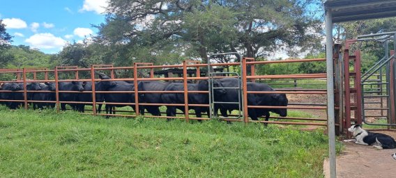 mashona-cattle-Machiki-stud-2